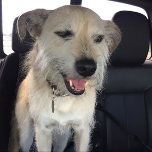 Meet your Posher, Jake